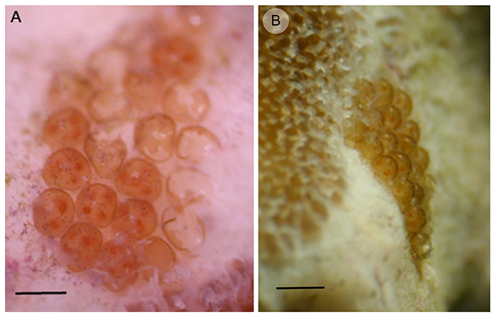 Figure 5. (a) Egg batch with some hatched capsules and others containing between 3 and 7 embryos (scale = 1 mm), (b) Egg batch attached to the coral skeleton next to live coral tissue (scale = 2 mm).