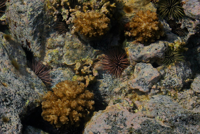 Figure 3. Pocillopora damicornis colonies adapted to life in this shallow water environment – just 5cm (~2 inches) deep.
