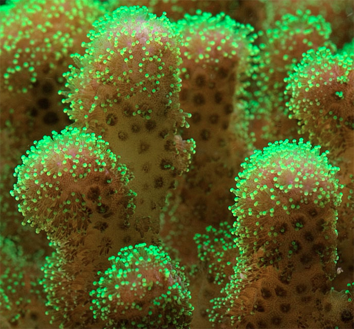 Another colony of Pocillopora. Photo by Gary Parr.