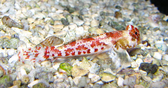 Red Scooter blennies are very willing spawners and suitable pairs will spawn readily.