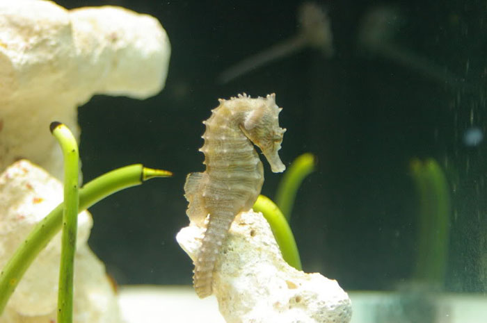 A female Northern Lined Seahorse (Hippocampus erectus).
