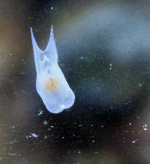 Not all species of flatworms cause problems in aquaria, but...