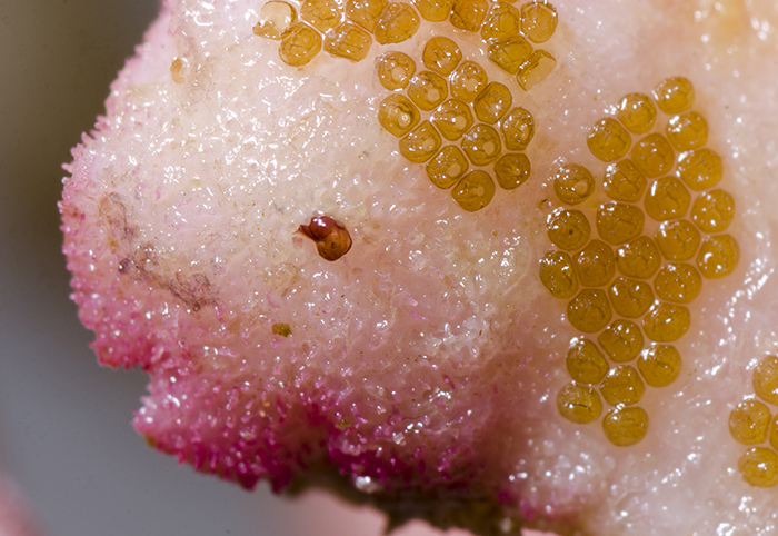 Close-up of AEFW egg mass; if you look carefully you can see the developing flatworms inside the eggs. Photo by Marcin Smok.