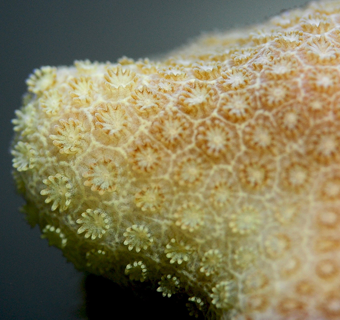 Porites cylindrica, with small polyps. Photo by Tim Wijgerde.