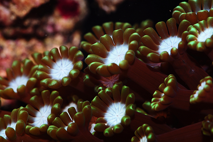 Alveopora gigas, with large, waving polyps. Photo by Tim Wijgerde.