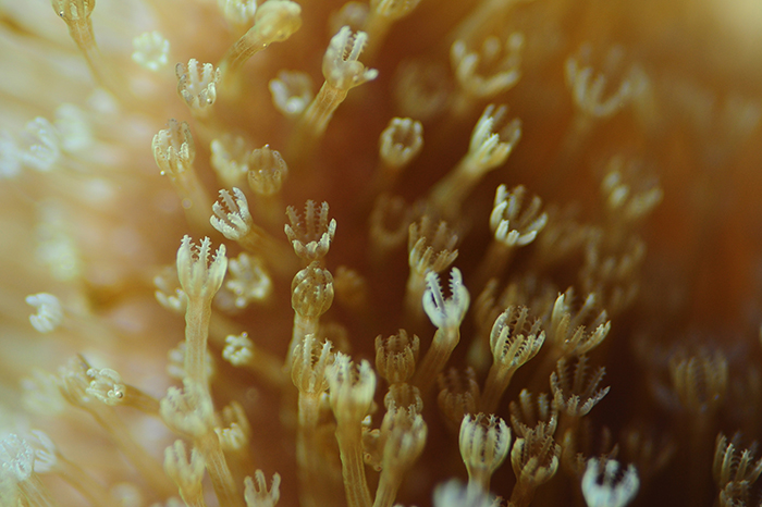 Detailed view of Sarcophyton polyps. Photo by Tim Wijgerde.
