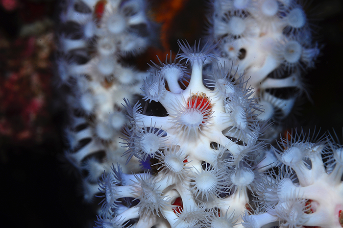 A tentatively identified Parazoanthus sp., symbiotically growing on the sponge Trikentrion flabelliforme. Photo by Tim Wijgerde.