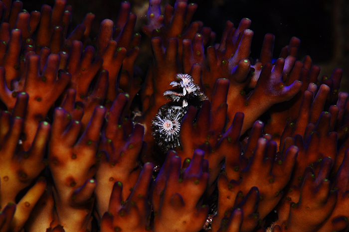 Serpulid polychaete growing in an Acropora colony, with typical radioles that form two spiral patterns, akin to Christmas trees. Photo by Tim Wijgerde.