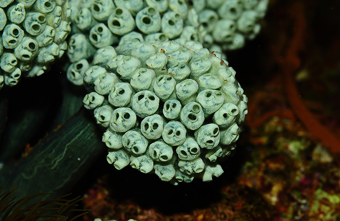 Neptheis fascicularis, a colonial ascidian. Photo by Tim Wijgerde.