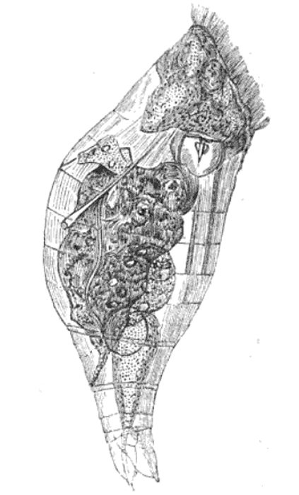 Proales daphnicola, a parasitic rotifer. Photo by Percy G. Thompson.