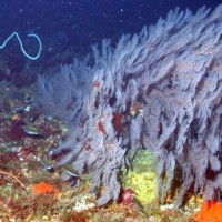 Deepwater Coral Reef Discovered off Coast of Ireland