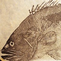 Gyotaku: An Awesome Form of Traditional Japanese Fish Art