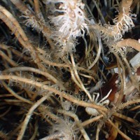 Deepwater Cameras Reveal New Species, Seascapes