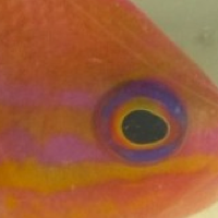 Rarely-Imported Anthias Brought in by CMA