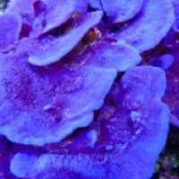 Rare Blue Montipora!  Ah no, it’s actually Collospongia