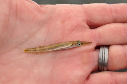 The northern sennet, a close relative of the great barracuda, is usually among the first warm-water species to appear on Long Island each year.