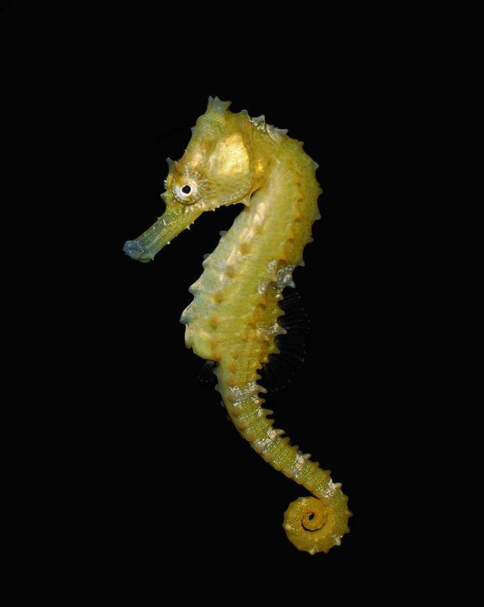 Seahorses are not throw­away pets. Enthusiasts are often very passionate and willing to go to great lengths to educate owners and protect seahorses in captivity.