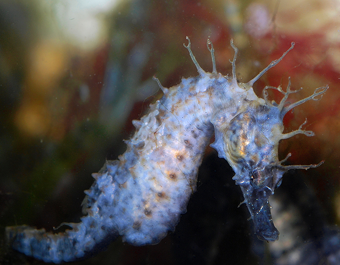 A healthy, robust seahorse that has been properly fed and conditioned.