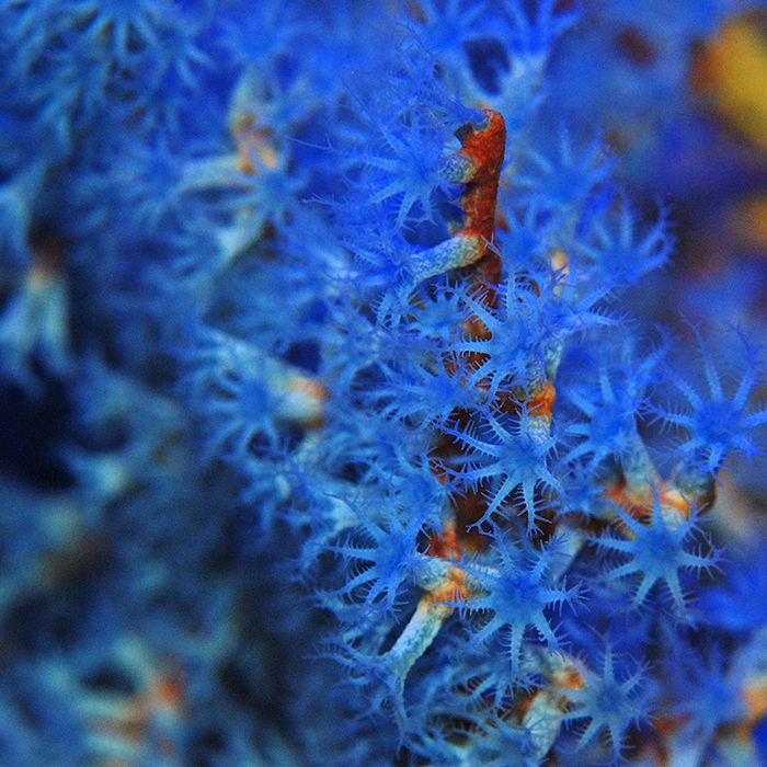 Kevin Kohen’s Blueberry Sea Fan, the only Acalycigorgia sp. I’ve ever personally seen thrive in captivity.