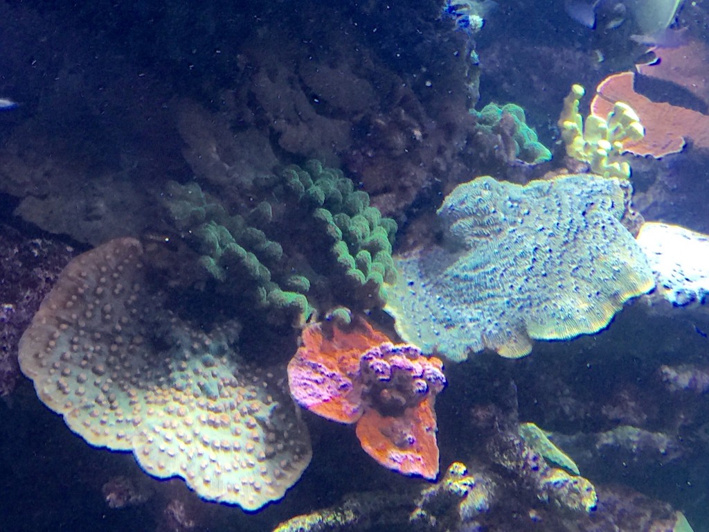4 corals hold their own against eachother