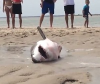 Great White Shark Saved on Cape Cod Beach