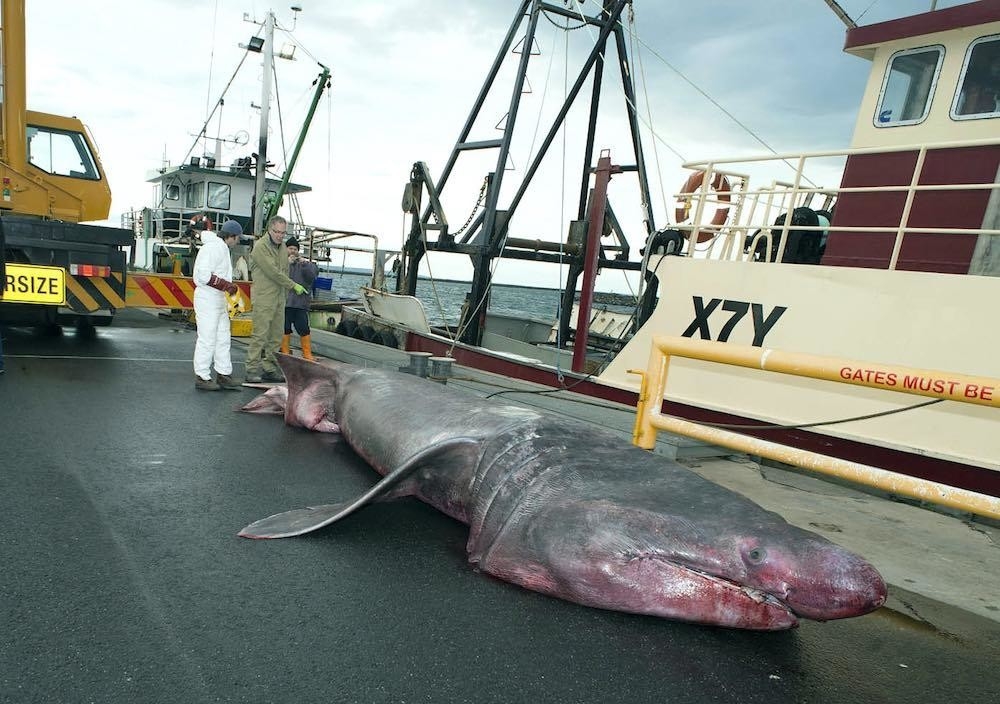 how-do-you-preserve-a-rare-three-tonne-shark-body-image-1437354532-size_1000