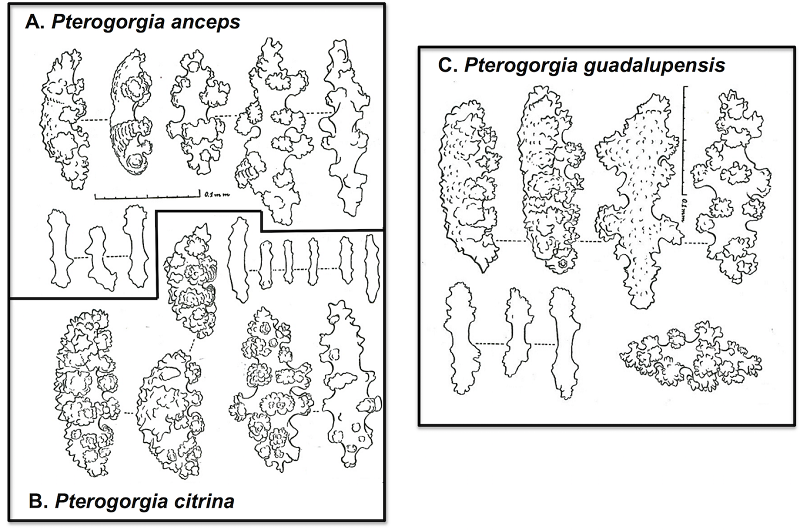 Comparison of sclerites in Pterogorgia. Credit: Wirshing & Baker, 2015