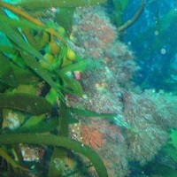New Coral Species Found in Tasmanian River Estuary