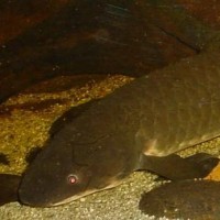 Shedd Aquarium Lungfish Touted as Longest Kept Captive Fish