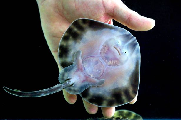 Two-endangered-10cm-baby-undulate-rays