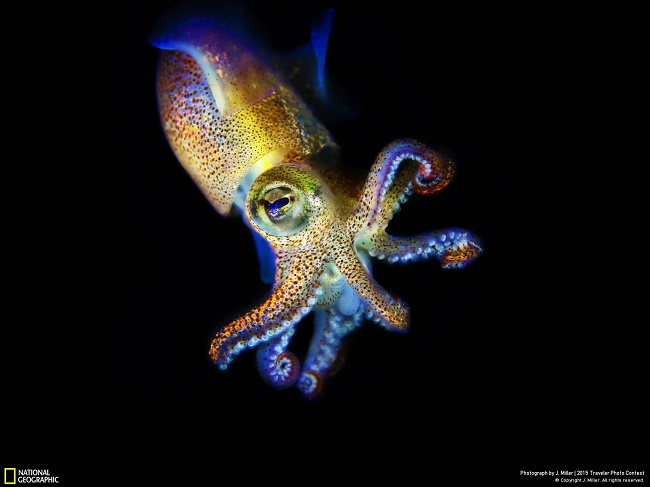 While diving in the cool waters of the Puget Sound this gorgeous squid was excited by my bright dive lights. I quickly settled myself and moved in for an amazing encounter. This particular squid hovered for several minutes while I squeezed off several images. With the beautiful blue highlights, this one really stood out. Des Moines, Washington, United States J. Miller
