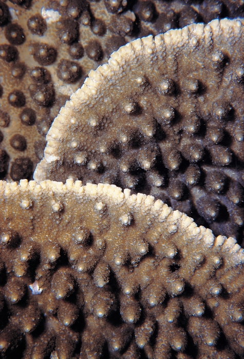 Acropora spicifera from western Australia depicted in Corals of the World, by Charlie Veron. 