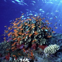 WWF Reports 49% Decline in Marine Animal Populations