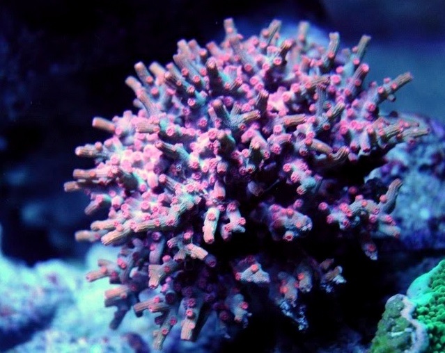 Cyphastrea decadia - reefs