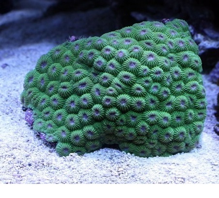 Diploastrea heliopora - reefs