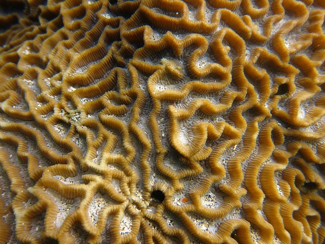 Goniastrea favulus - reefs