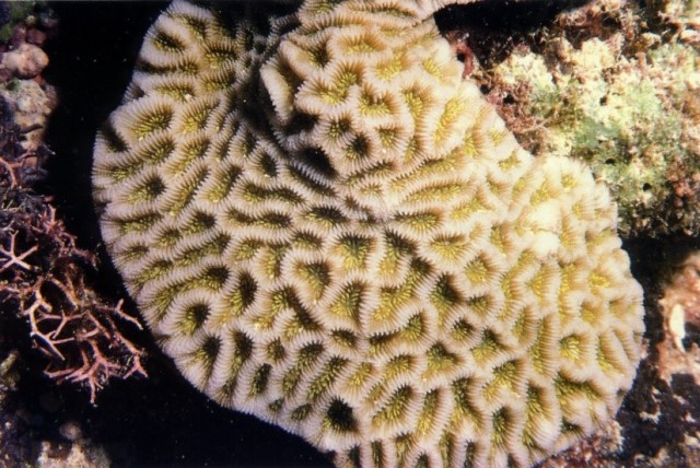 Goniastrea pectinata - reefs
