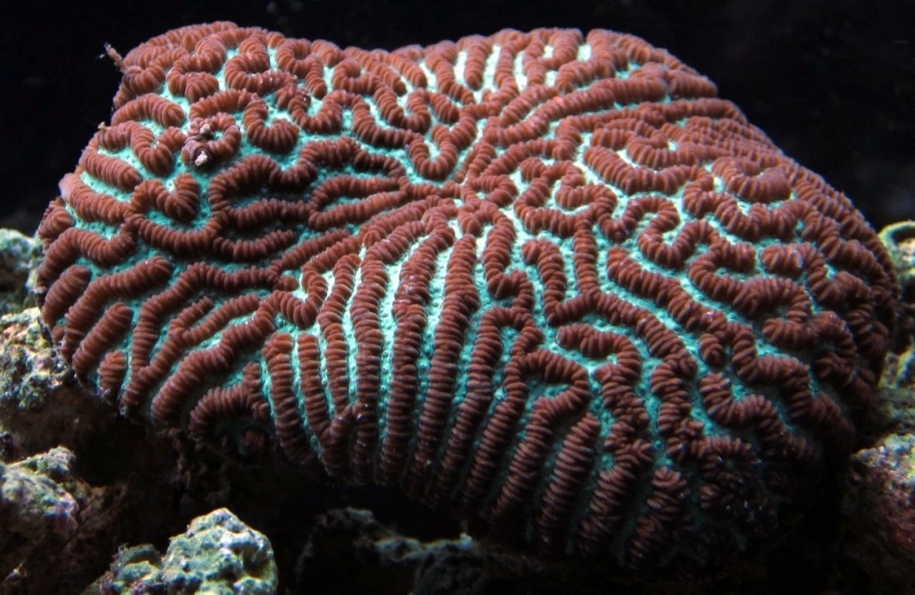Platygyra sinensis - reefs