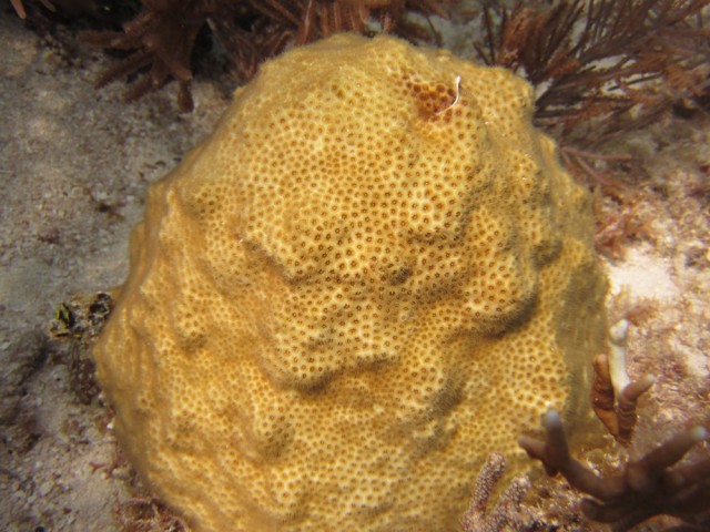 Solenestrea - reefs