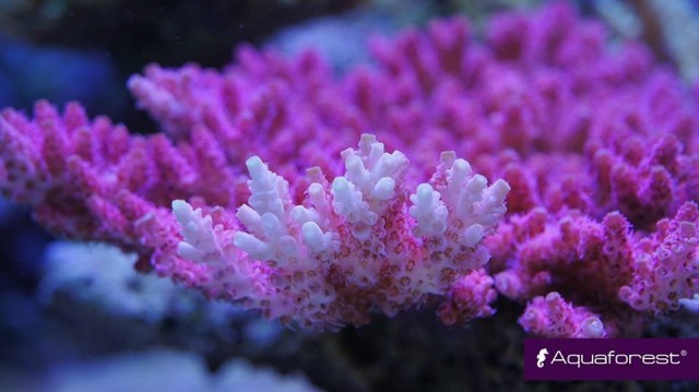 aquaforest coral 2 - reefs
