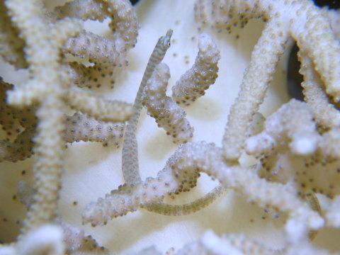 Soft Coral Pipefish Sioukunichthys breviceps on Klyxum? Credit: mdx2