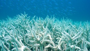coral-bleaching_pic