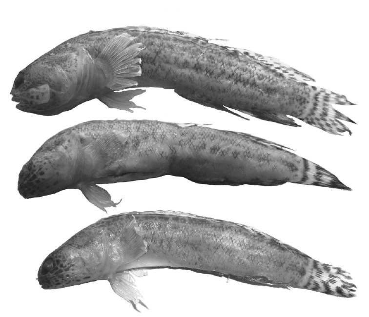 Type specimens of Stalix navikovi, from Vietnam. Credit: Prokofiev 2015