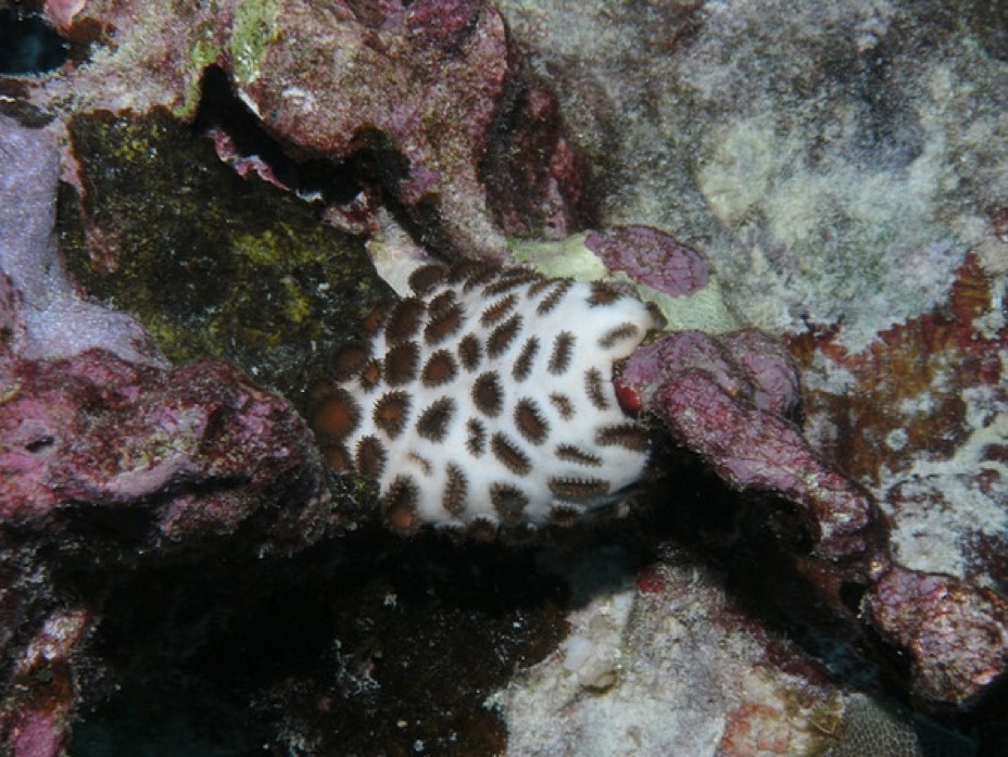Palythoa tuberculosa (=P. caesia) forms a thick mat with imbedded polyps. It is rare in aquariums, but probably safe.