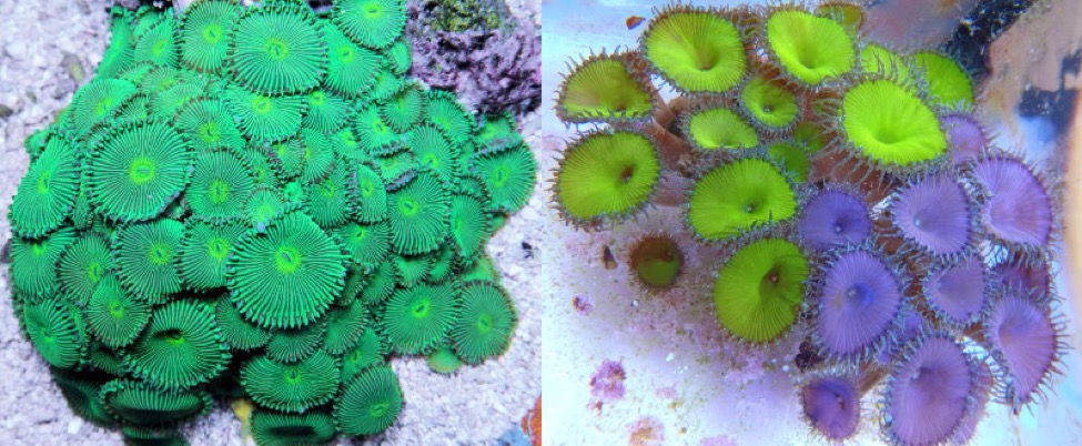 These rarely seen phenotypes are of uncertain identification. That on the left is likely a rare green morph of P. heliodiscus, those on the right appear to be P. cf toxica. Notice the difference in tentacle length.