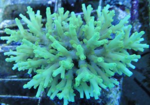 reefs.comMariAcro7