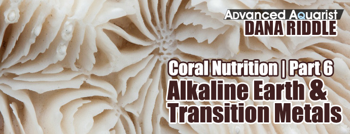 coralnutrition6a.jpg