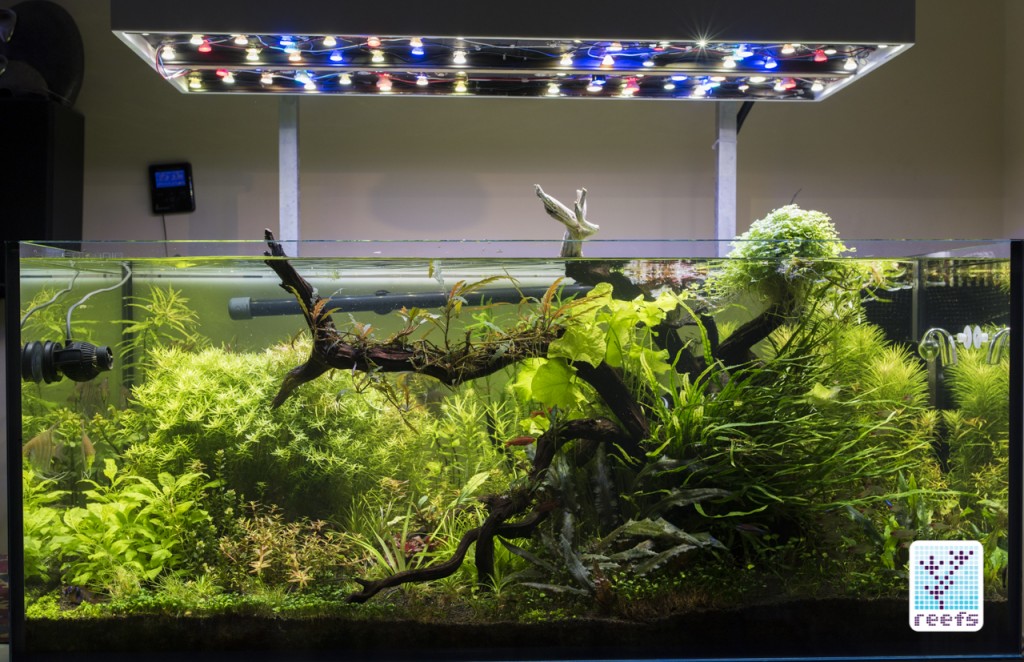Author's planted aquarium