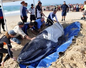 GOLD COAST, AUSTRALIA - AUGUST 8:  In this handout photo provided by SeaWorld Australia, volunteer rescuers prepare to drag a beached humpback calf to sea at Surfers Paradise Beach on August 8, 2011 on the Gold Coast, Australia. The humpback calf was stranded on the beach yesterday for hours before volunteer rescuers were able to drag it back to the sea. SeaWorld Australia says a mother and calf humpback were sighted near where the calf was released and are hoping to get photos to verify it is the same calf and that it has been reunited with it's mother. (Photo by 2011 SeaWorld Australia via Getty Images)