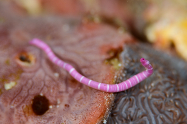 This worm-mollusk is certainly looking pretty in pink. Credit: brucelee物体X絞ったやつ